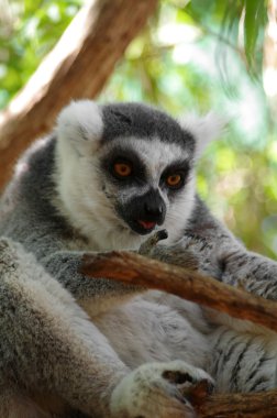 Ring-Tailed Maki