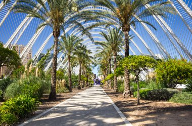 Valencia palmiye sokakta