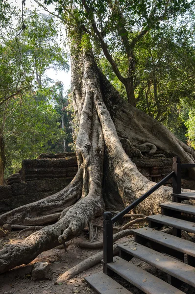 Ta templo prohm — Fotografia de Stock