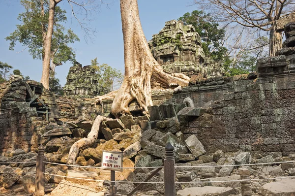 Ta prohm chrám — Stock fotografie