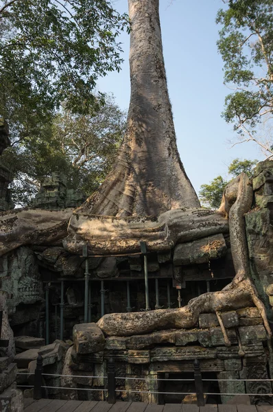 Ta templo prohm — Fotografia de Stock