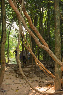 Kamboçya'da yağmur ormanları
