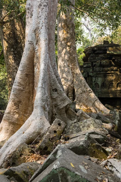 Ta templo prohm — Fotografia de Stock