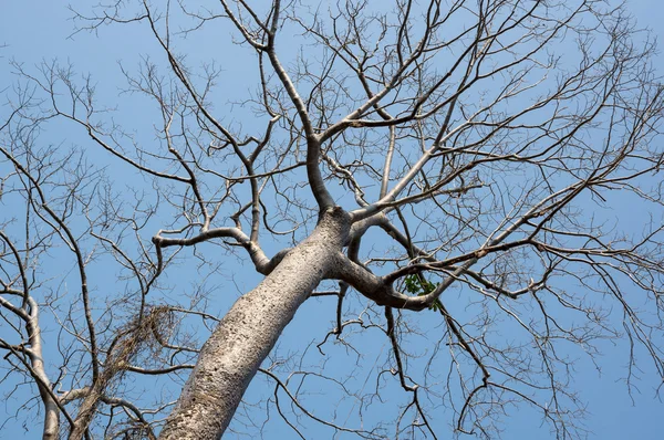 Krone des Banyan-Baumes — Stockfoto