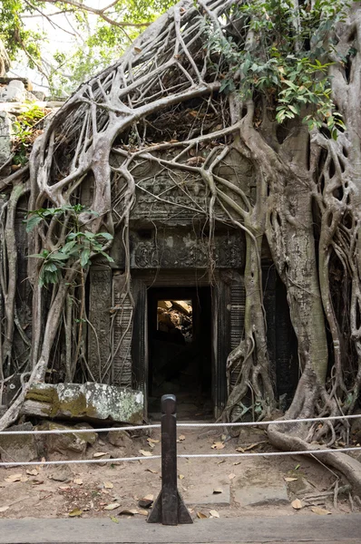 Templo de Ta prohm Imagen de archivo