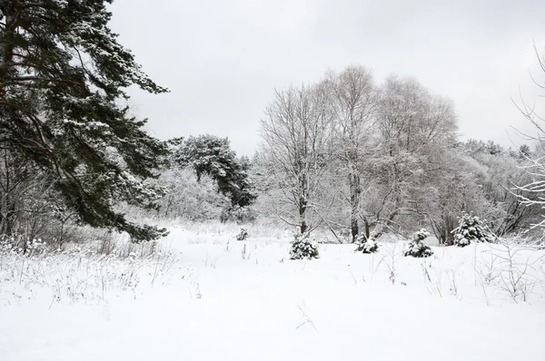 Träd i en skog med vintern — Stockfoto