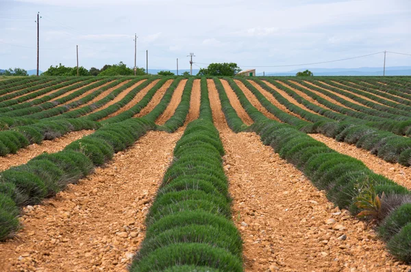 Campos de Provenza —  Fotos de Stock