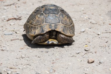 Yol üzerindeki kaplumbağa