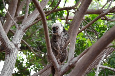 Lemur ağaçta oturuyor.