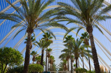 Valencia palmiye sokakta