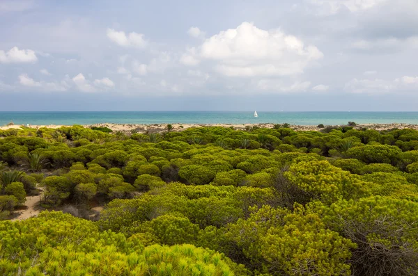 Dunes de La Marina — Stock Photo, Image