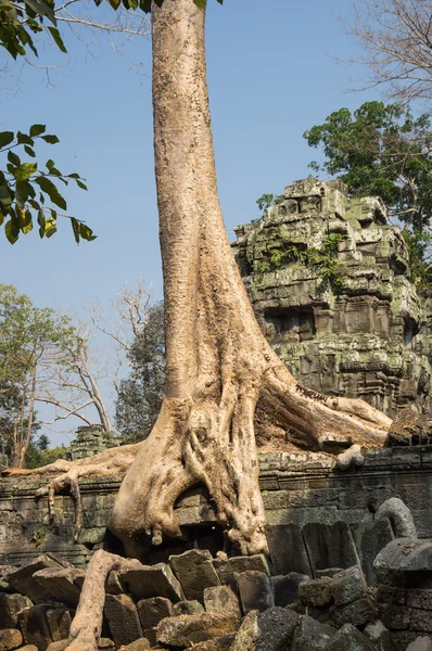 Ta Prohm chrámu Angkor Wat v Kambodži — Stock fotografie