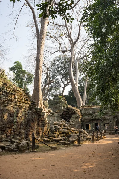 Templo de Ta prohm —  Fotos de Stock