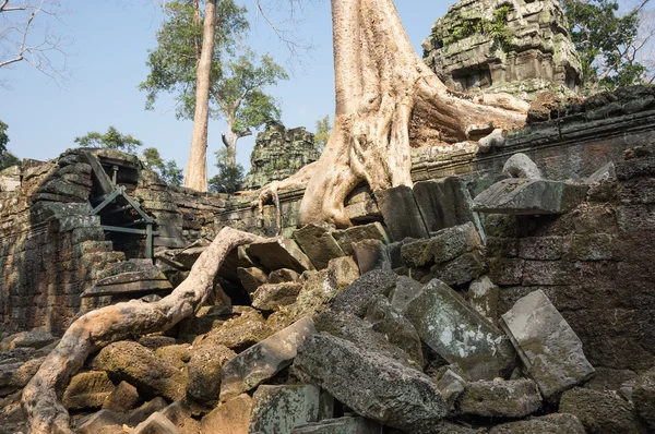 Ta templo prohm — Fotografia de Stock