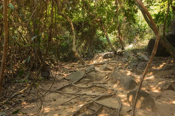 Kamboçya'da yağmur ormanları — Stok fotoğraf