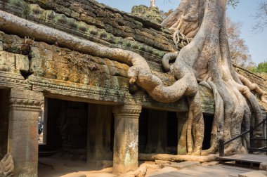 ta prohm Tapınağı