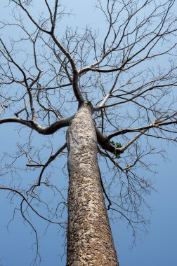 Hint inciri ağacı taç