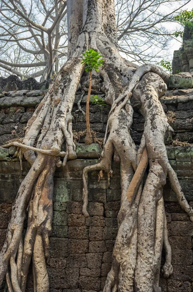 Ta templo prohm — Fotografia de Stock