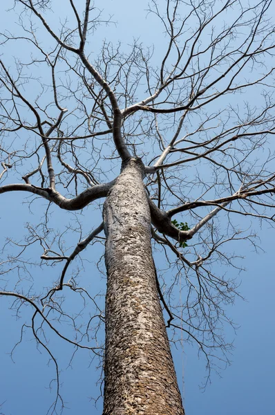 Krone des Banyan-Baumes — Stockfoto