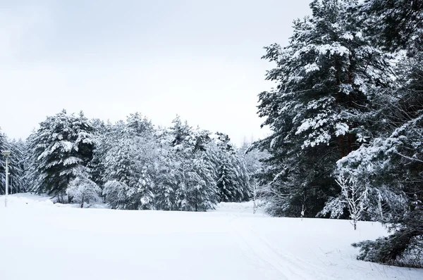 Alberi in una foresta invernale — Foto Stock