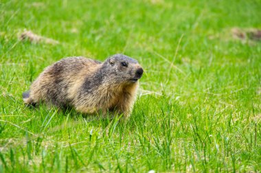 Marmot çim