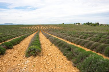 Provence alanları