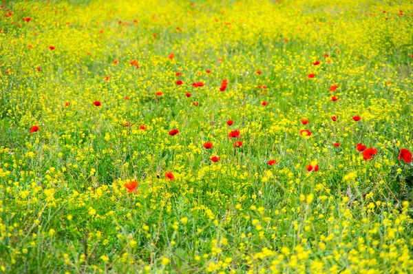 Campo de papoilas florescentes — Fotografia de Stock