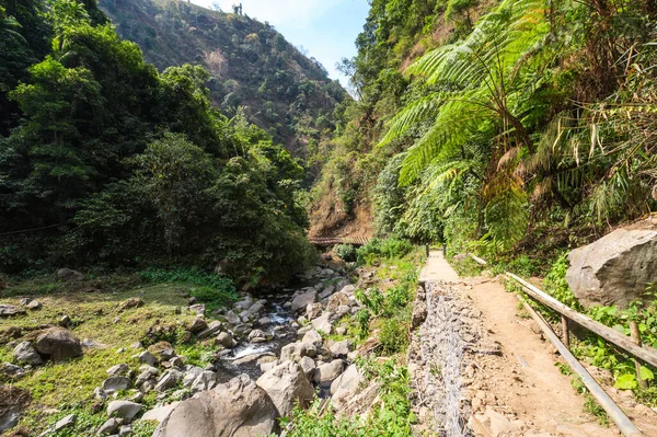 Vue Jungle Tropicale Sur Île Java Indonésie — Photo