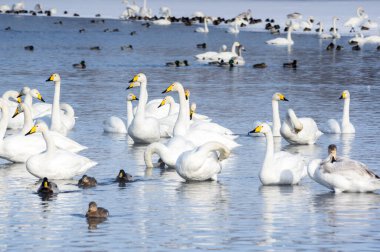 Altay, Sibirya, Rusya 'daki donmayan kış gölünde yüzen beyaz kuğular.