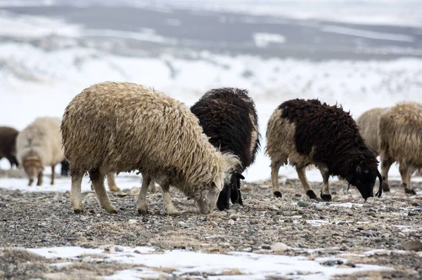 Kışın Kurai Bozkırında Koyun Sürüsü Altay Dağları Sibirya Rusya — Stok fotoğraf
