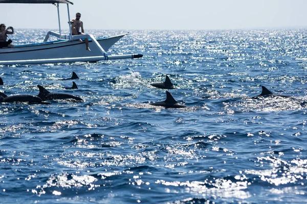 Bali Indonesia Septiembre 2018 Turistas Que Buscan Delfines Barcos Playa —  Fotos de Stock