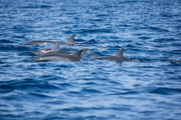 Kilátás Egy Csoport Vad Delfinek Úszás Lovina Strand Bali Indonézia Jogdíjmentes Stock Képek