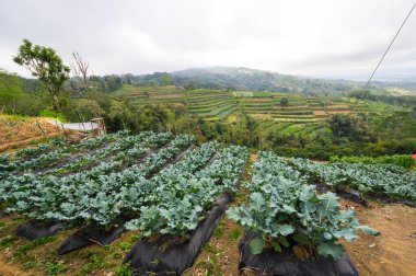 Endonezya 'daki Bali adasındaki Jatiluwih pirinç teraslarının manzarası