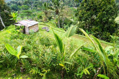 Endonezya 'daki Bali adasında Jatiluwih pirinç terasları
