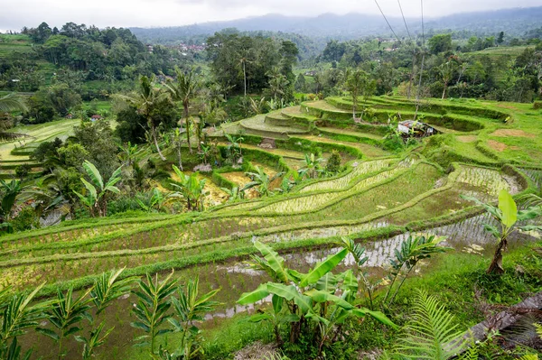 Vista Las Terrazas Arroz Jatiluwih Isla Bali Indonesia — Foto de Stock