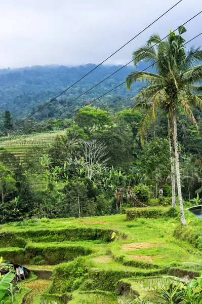 Jatiluwih Terrazas Arroz Isla Bali Indonesia — Foto de Stock