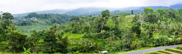 インドネシアのバリ島にあるJatiluwih米テラス — ストック写真