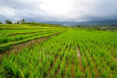 Endonezya 'daki Bali adasında Jatiluwih pirinç terasları