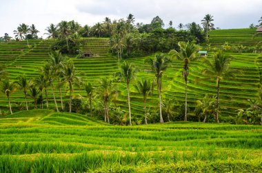 Endonezya 'daki Bali adasında Jatiluwih pirinç terasları