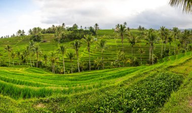 Endonezya 'daki Bali adasında Jatiluwih pirinç terasları