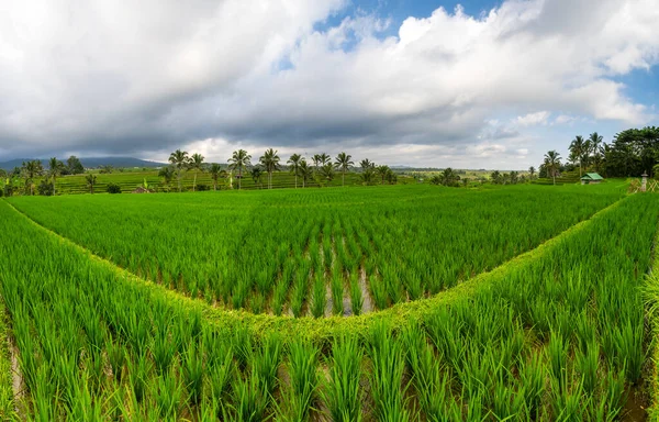 Terraços Arroz Jatiluwih Ilha Bali Indonésia — Fotografia de Stock