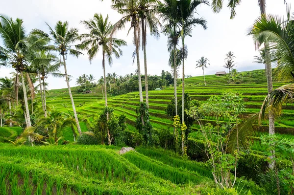 インドネシアのバリ島にあるJatiluwih米テラス — ストック写真