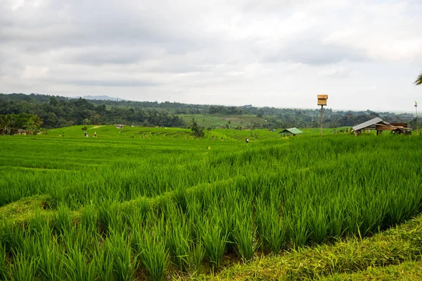 Jatiluwih Risterrass Bali Island Indonesien — Stockfoto