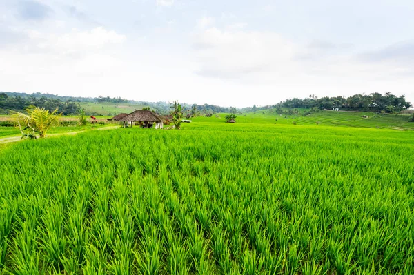 Terraços Arroz Jatiluwih Ilha Bali Indonésia — Fotografia de Stock