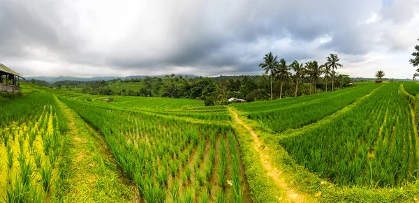 Рисовые Террасы Джатилуви Острове Бали Индонезия — стоковое фото