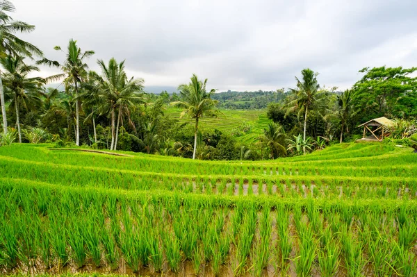 Рисовые Террасы Джатилуви Острове Бали Индонезия — стоковое фото