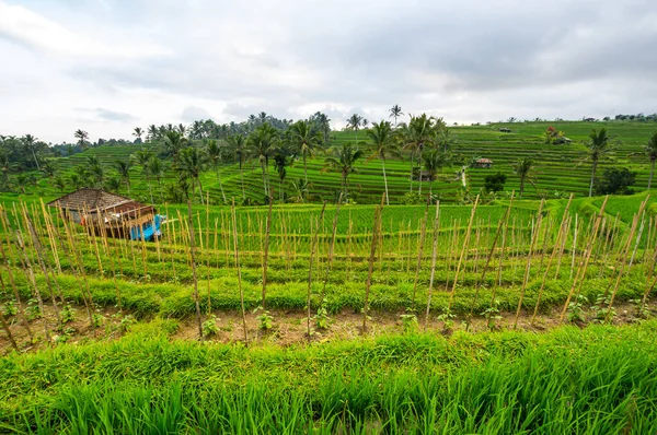 Jatiluwih Rijstterrassen Bali Eiland Indonesië — Stockfoto