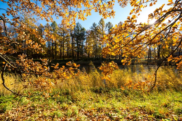 Pohled Městský Park Tsarskoye Selo Pushkin Svatý Petrohrad Rusko — Stock fotografie