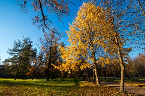 View City Park Tsarskoye Selo Pushkin Saint Petersburg Russia — Stock Photo, Image