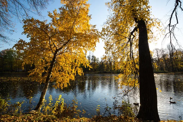 Вид Городского Парка Остров Елагин Санкт Петербург Россия — стоковое фото